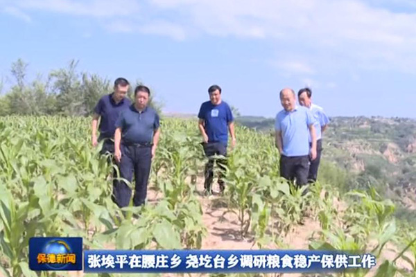 张埃平在腰庄乡 尧圪台乡调研粮食稳产保供工作